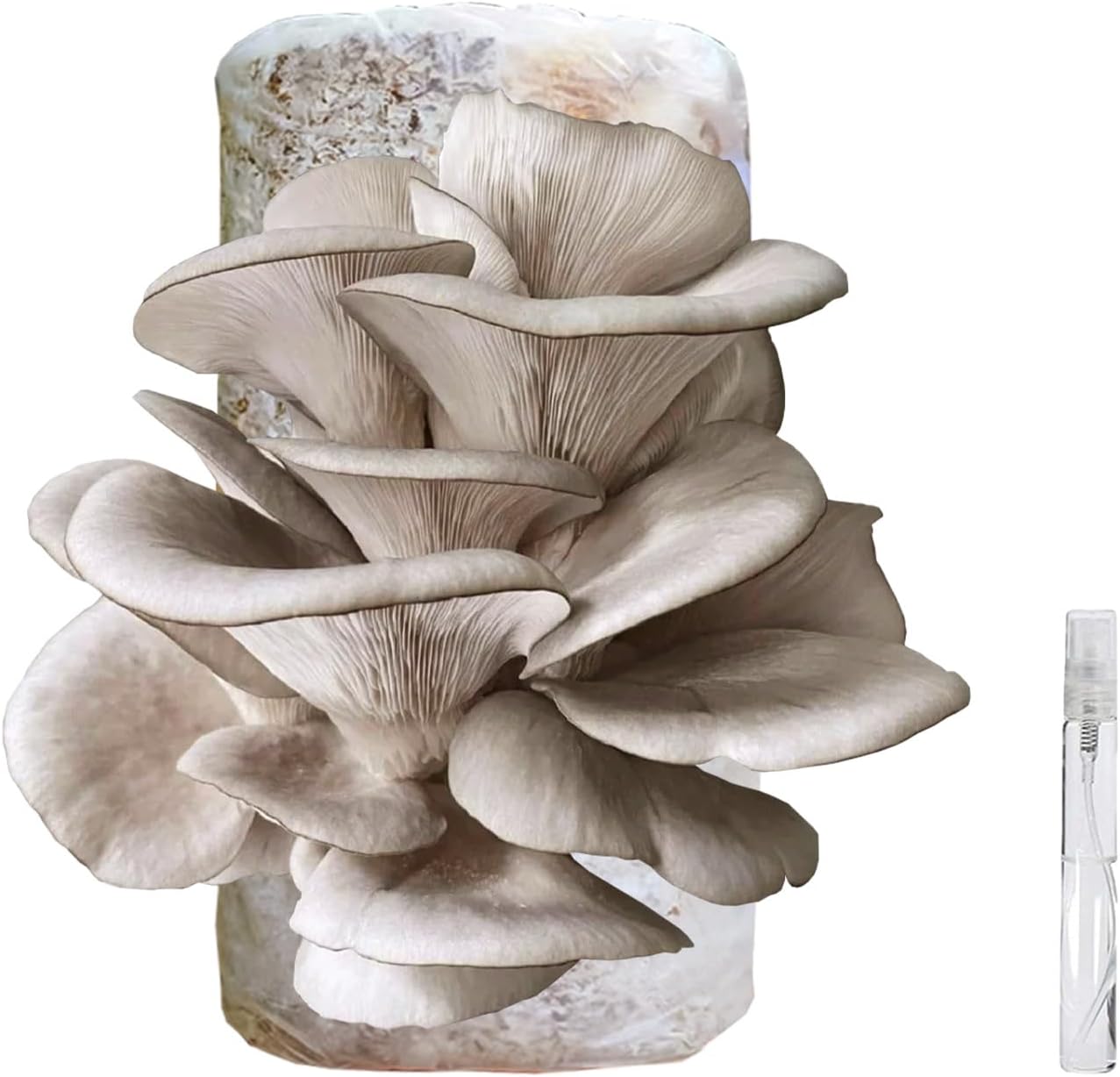 π Organic Blue Oyster Mushroom Grow Kit (4lbs), Made in USA
