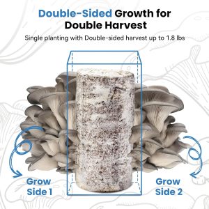 🍄 Organic Blue Oyster Mushroom Grow Kit (4lbs), Made in USA